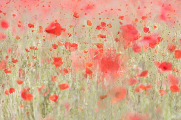 06. Netwerkwandeling vrijdag 26 juni 2026